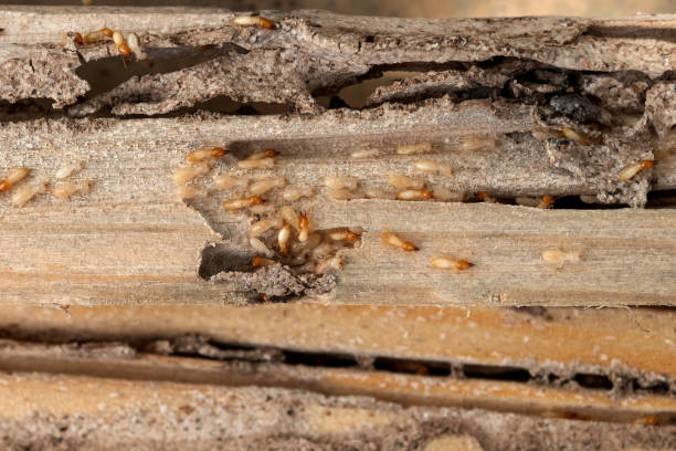 Best Wasp Removal Services  in Minier, IL